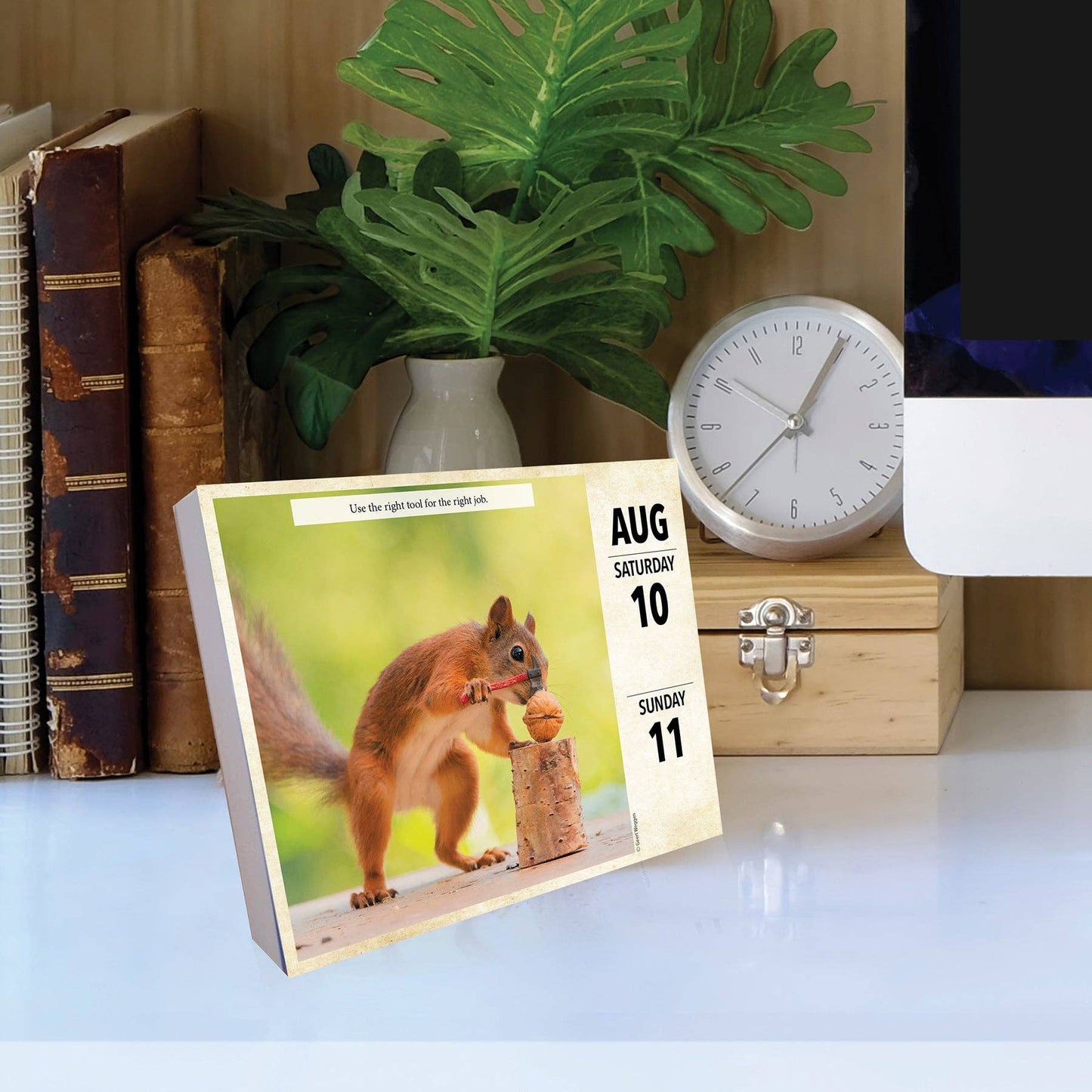 Gettin' Squirrelly 2024 Box Calendar